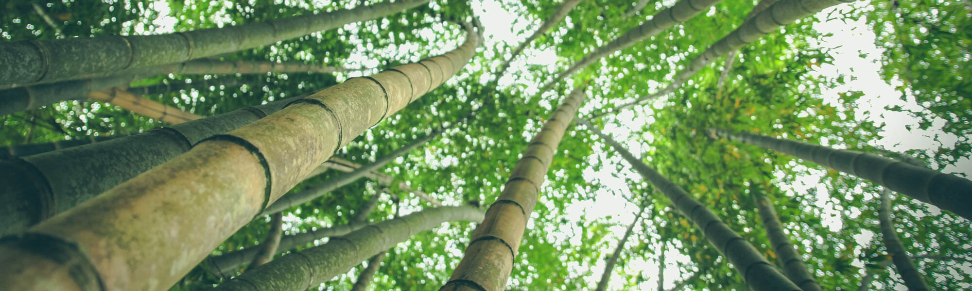 The Benefits of Bamboo Clothing Boody Blog