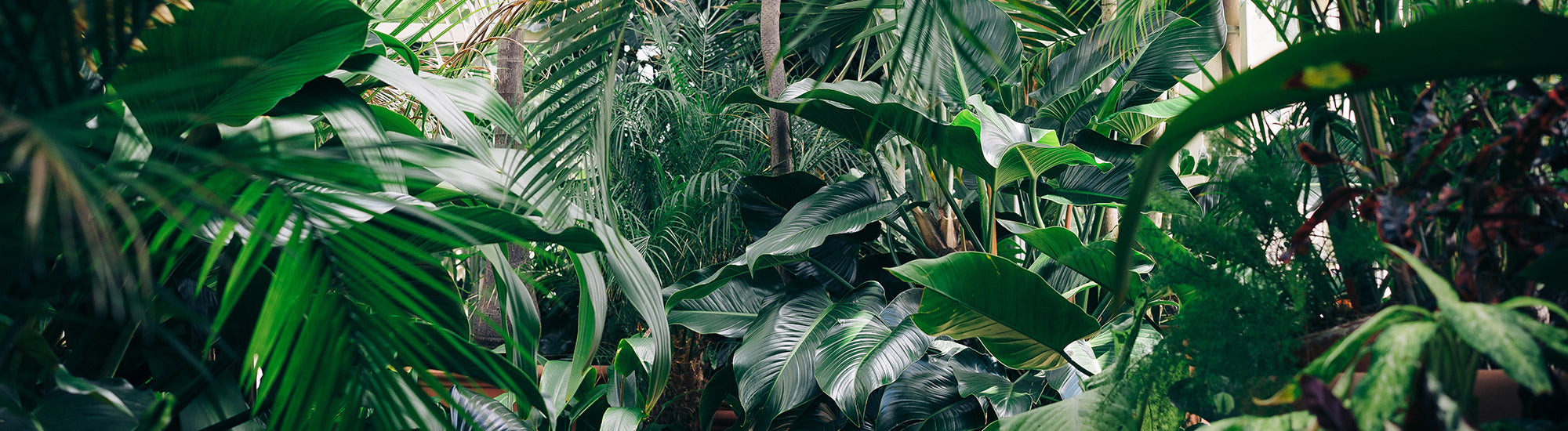 6 tips for eco-friendly and sustainable living at home