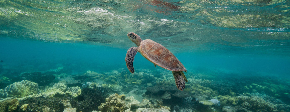 10 Reasons We Love Greening Australia